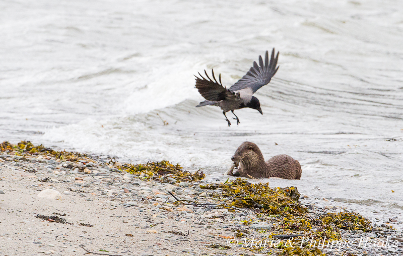 Loutre 8146.jpg - Manoeuvres d'intimidation de la corneille mantelée au-dessus de la loutre, pour tenter de lui voler son poisson! Loutre d'Europe, Lutra Lutra (Storfjorden, Norvège, juin 2012)